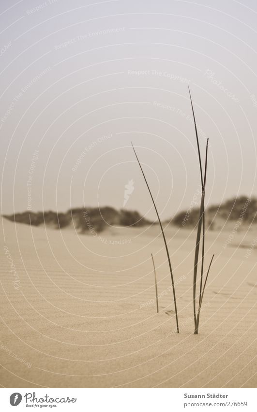 stille im wind. Urelemente Herbst Dürre Pflanze Wellen Strand Wüste Oase bedrohlich Düne Stranddüne Spiekeroog Wellenform Sand Sandstrand Dünengras