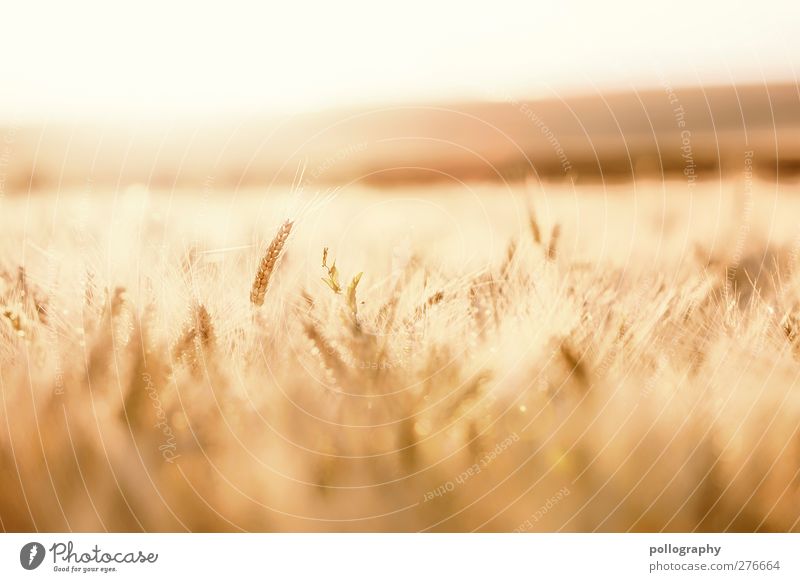 feel the nature (III) Lebensmittel Getreide Natur Landschaft Pflanze Himmel Wolkenloser Himmel Horizont Sommer Schönes Wetter Wärme Dürre Nutzpflanze Kornfeld