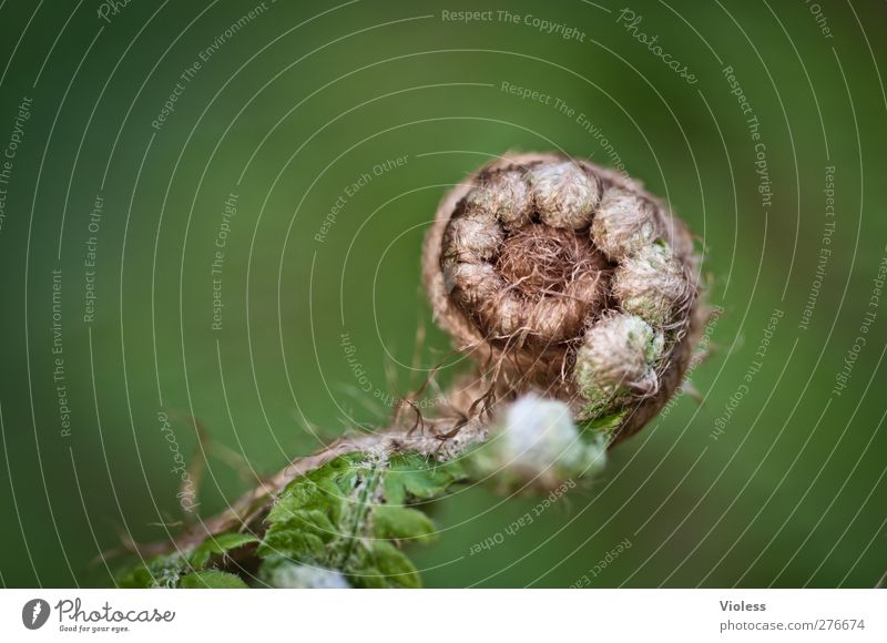 ...rock'n roll Pflanze Farn Garten grün Wachstum aufgerollt entfalten Farbfoto Außenaufnahme Makroaufnahme Textfreiraum links