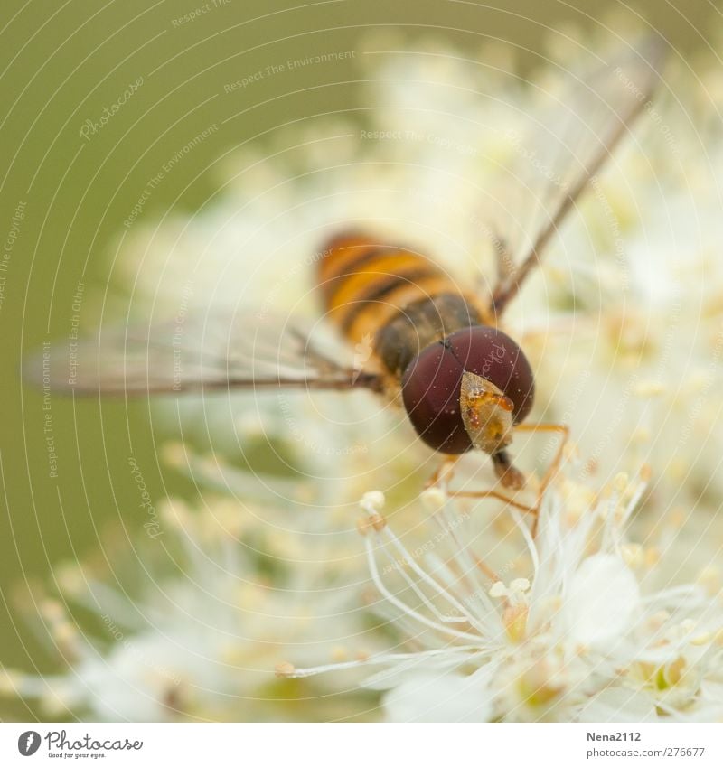 du pollen plein les yeux Natur Pflanze Tier Blume Wildpflanze Wiese Fliege 1 weiß Pollen Schweben schwebefliege Auge Facettenauge Biene Wespen Insekt Farbfoto