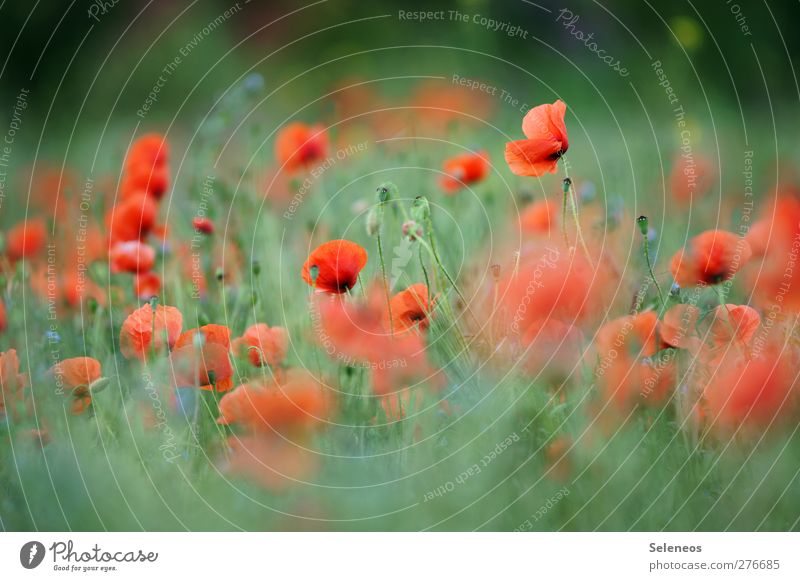 - Ausflug Sommer Sommerurlaub Sonne Umwelt Natur Landschaft Pflanze Schönes Wetter Blume Gras Blüte Wildpflanze Mohn Mohnblüte Mohnfeld Garten Wiese Feld