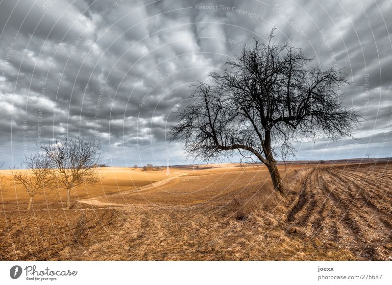 Wenn der Wind weht Landschaft Wolken Horizont Herbst Schönes Wetter Baum Feld braun grau schwarz ruhig Idylle Umwelt trist Farbfoto Außenaufnahme Menschenleer