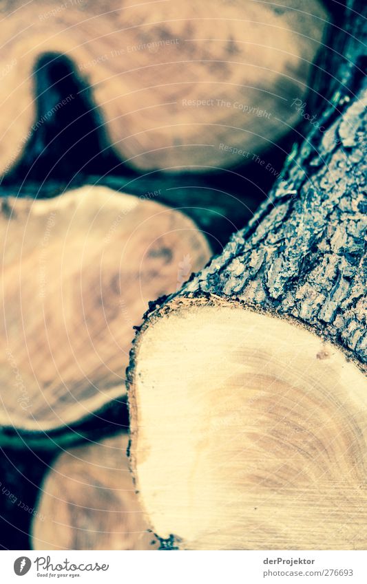 Schön geschnitten Meer Natur Pflanze Frühling Baum Holz Duft trocken grün Gefühle Akzeptanz sparsam Interesse Abenteuer Stress Lebensfreude Wachstum