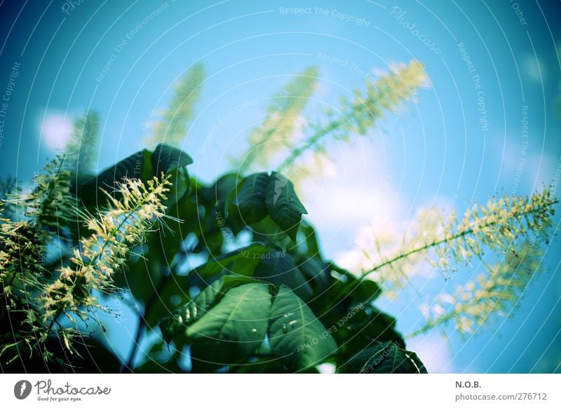 Ständig Blütenstände Umwelt Natur Pflanze Wassertropfen Himmel Sonnenlicht Sommer Schönes Wetter Blatt Garten Park Wiese retro blau grün Optimismus Farbfoto