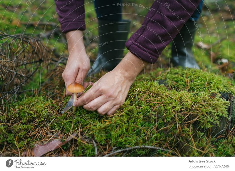 Getreidefrau beim Abschneiden von Pilzen Frau Sammeln Messer geschnitten Tourismus natürlich Umwelt Jahreszeiten Pflanze Gesundheit Herbst abholen frisch Wald