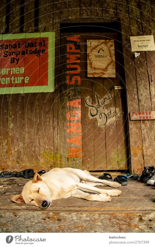 wachhund Ferien & Urlaub & Reisen Tourismus Ausflug Abenteuer Ferne Freiheit Haustier Hund Tiergesicht Fell Erholung schlafen schön Malaysia Borneo Iban