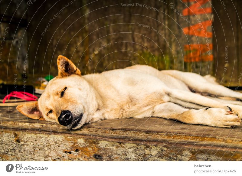 hundeleben Ferien & Urlaub & Reisen Tourismus Ausflug Abenteuer Ferne Freiheit Haustier Hund Tiergesicht Fell Pfote Nase Ohr 1 Erholung schlafen schön Müdigkeit