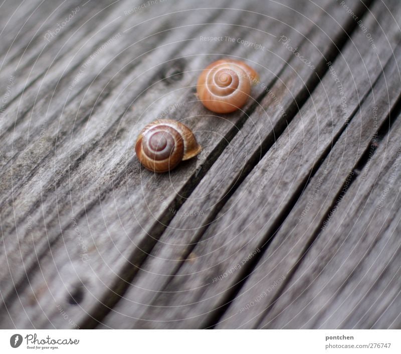 Zwei schneckenhäuser liegen auf verwirttertem Holz. Paar, liebe, zwei 2 Mensch Tier Schnecke Tierpaar Liebe Zusammenhalt Maserung Schneckenhaus verwittert Hülle