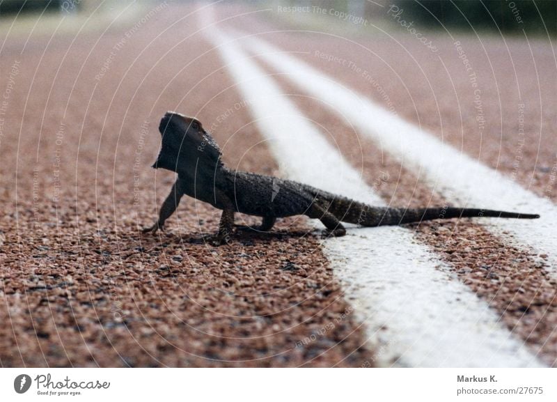 natural traffic Echsen Reptil Outback Einsamkeit Verkehr Straße