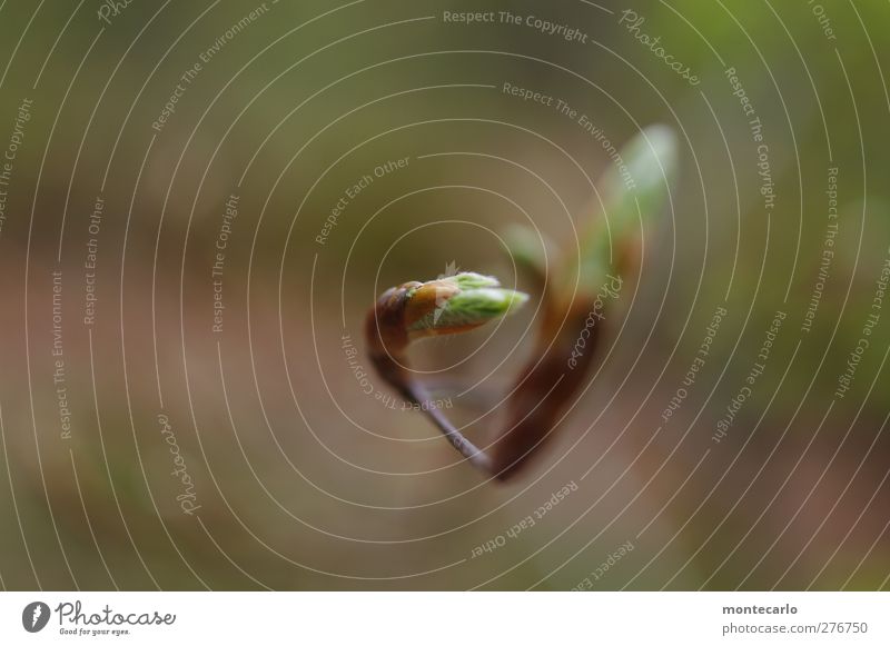 Jungfräulich Umwelt Natur Pflanze Frühling Schönes Wetter Baum Blatt Grünpflanze Wildpflanze Wald ästhetisch authentisch dünn einfach elegant frisch klein