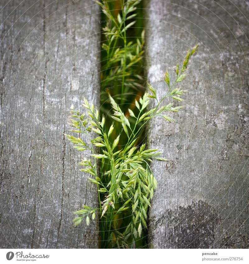 zwischen 2 zeilen Umwelt Natur Pflanze Erde Sommer Grünpflanze Wildpflanze Wiese Garten Terrasse Holzfußboden entdecken Kommunizieren Grasgeflüster Leben