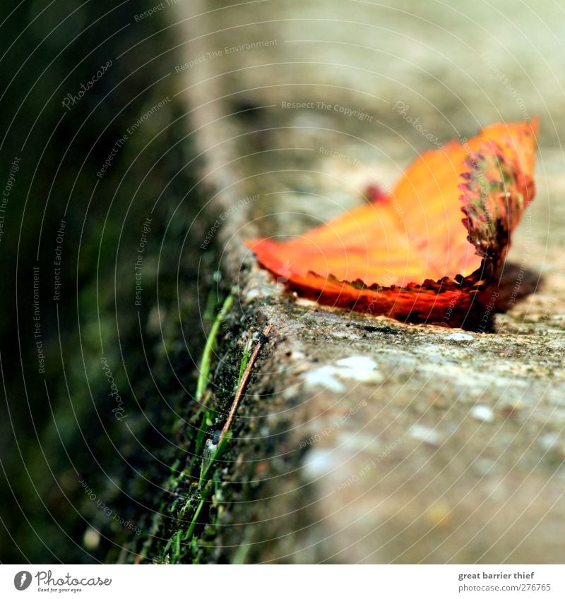 Das Blatt auf dem Sprung Frühling Sommer mehrfarbig gelb gold ruhig Herbst Mauer Gras Moos Stein Beton liegen nah Farbfoto Außenaufnahme Menschenleer