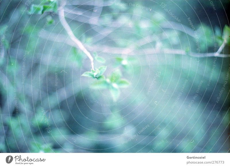 Blättchen Umwelt Natur Pflanze Sträucher Blatt Wald grün Blattgrün Blattknospe Zweige u. Äste analog natürlich Farbfoto Außenaufnahme Textfreiraum links