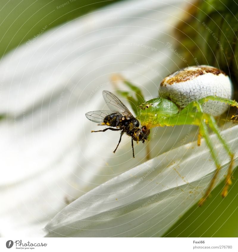 Jagderfolg Frühling Blüte Wiese Wildtier Fliege Spinne Krabbenspinne 2 Tier gruselig klein listig natürlich Geschwindigkeit stark grün weiß Begeisterung