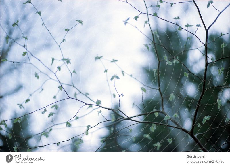 Geäst Umwelt Natur Pflanze Baum Sträucher Blatt Wald kalt Zweige u. Äste Blattknospe Haselnussblatt fein filigran Farbfoto Gedeckte Farben