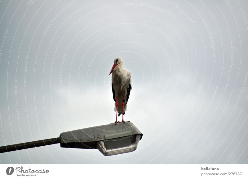 Froschperspektive Natur Himmel Wolken Gewitterwolken Sommer Schönes Wetter Tier Wildtier Vogel Tiergesicht Flügel 1 stehen rot schwarz weiß Storch Fabelwesen