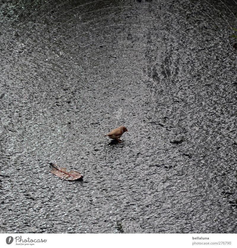 Trostlos? Natur Wasser Felsen Berge u. Gebirge Tier Wildtier Vogel 1 sitzen trinken Fink Blatt Farbfoto Gedeckte Farben Innenaufnahme Tag Licht Schatten