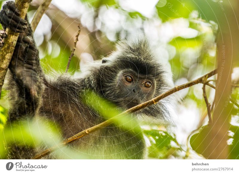 affig Tierporträt Menschenleer Nahaufnahme Außenaufnahme Farbfoto niedlich erstaunt bako nationalpark Borneo Malaysia Fernweh fantastisch exotisch