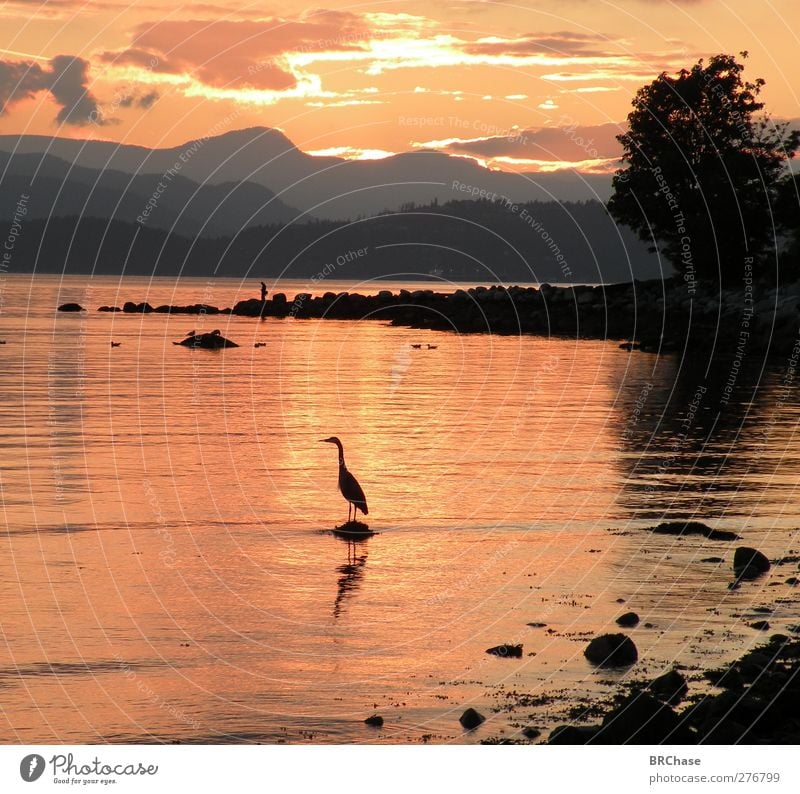 Sonnenuntergangreiher Natur Landschaft Wasser Erde Himmel Wolken Sonnenaufgang Sommer Baum Küste Meer Pazifik Berge u. Gebirge Vogel 1 Tier authentisch einfach