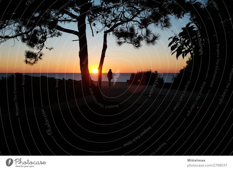 silhouette of a person at sunset at the beach with tree Ferien & Urlaub & Reisen Abenteuer Ferne Freiheit Sommerurlaub 1 Mensch Wolkenloser Himmel Sonnenaufgang