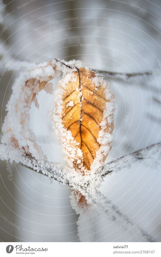 festgefroren Umwelt Natur Pflanze Winter Wetter Eis Frost Schnee Blatt Zweige u. Äste Wald kalt ruhig Vergänglichkeit Wandel & Veränderung Raureif Farbfoto