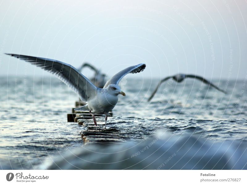 Landeplatz Umwelt Natur Tier Himmel Wolkenloser Himmel Herbst Wellen Küste Ostsee Meer Wildtier Vogel Flügel nass natürlich wild Möwe fliegen Farbfoto