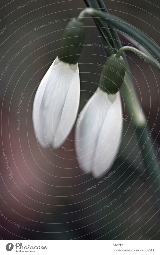 Frühlingsboten Schneeglöckchen Frühlingsblumen Frühlingserwachen Frühblüher Frühlingsgefühl zarte Blüten März Märzblumen Märzblüten Blütezeit Jungpflanzen