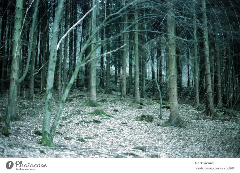 Mischwald Umwelt Natur Pflanze Baum Wald dunkel grün Waldboden Waldrand Nadelbaum Farbfoto Gedeckte Farben