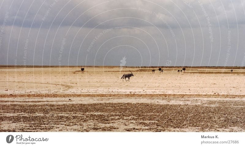 Etosha Pfanne Etoscha-Pfanne Park Salzsee trocken Spießbock Antilopen Physik Namibia München Saline Wasser Wärme Appetit & Hunger Durst