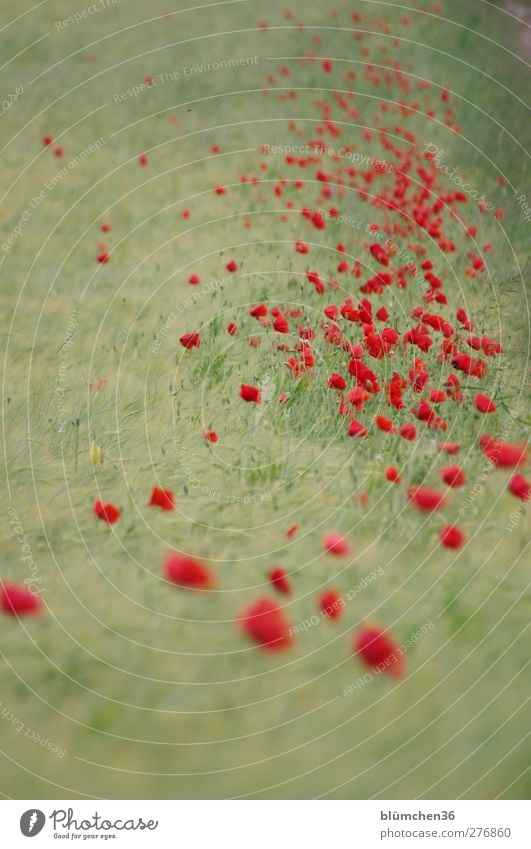 Bitte rechts halten!!! Umwelt Natur Pflanze Sommer Blume Blüte Getreide Mohn Mohnblüte Mohnfeld Feld Blühend leuchten verblüht schön grün rot Romantik Duft