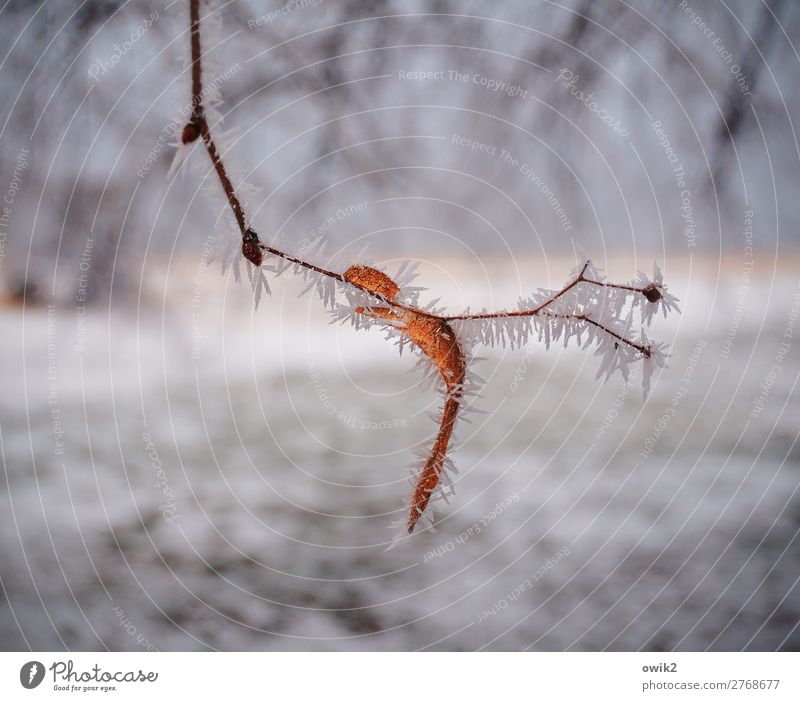 Ausdruckstanz Umwelt Natur Landschaft Pflanze Zweig Blatt Samen Wald frieren kalt geduldig ruhig bewegungslos Farbfoto Gedeckte Farben Außenaufnahme