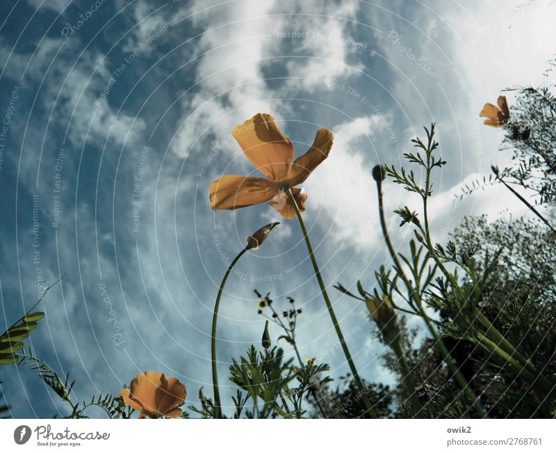 Fly me to the Mohn Umwelt Natur Landschaft Pflanze Luft Himmel Wolken Frühling Schönes Wetter Blume Sträucher Blüte Garten Wiese Bewegung Blühend Wachstum klein