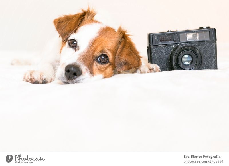 Nahaufnahme Portrait des süßen Hundes mit Kamera Lifestyle Freizeit & Hobby Haus Bett Schlafzimmer Fotokamera Tier Haustier 1 beobachten genießen liegen Blick