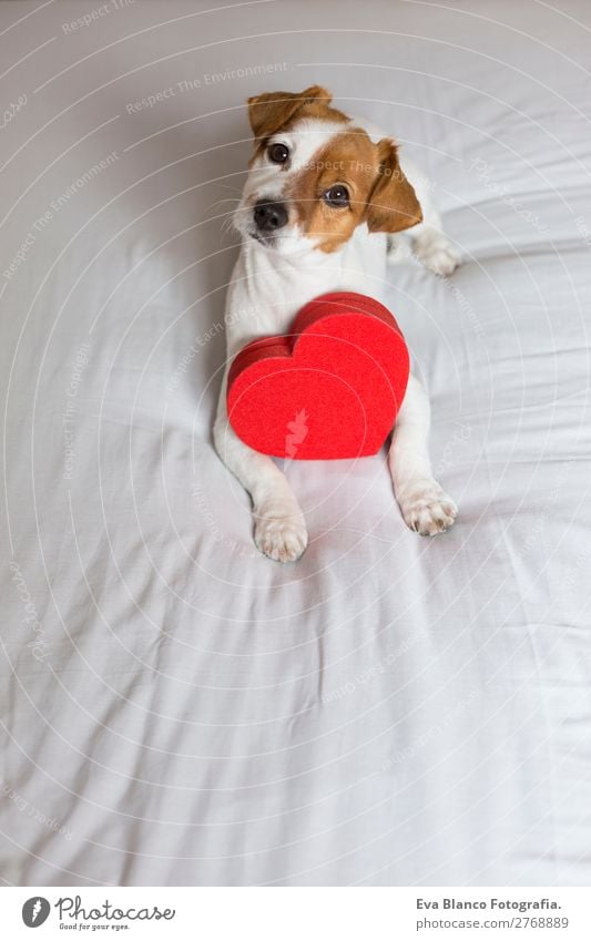 süßer junger kleiner Hund auf dem Bett sitzend mit einem roten Herzen Lifestyle Freizeit & Hobby Haus Raum Feste & Feiern Valentinstag Tier Haustier 1