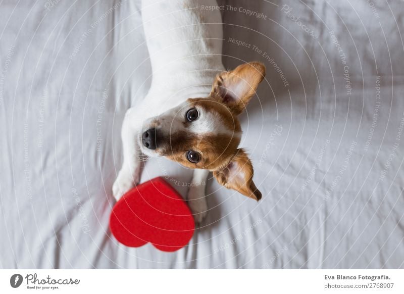 süßer junger kleiner Hund auf dem Bett sitzend mit einem roten Herzen Lifestyle Freizeit & Hobby Haus Raum Feste & Feiern Valentinstag Tier Haustier 1 Holz