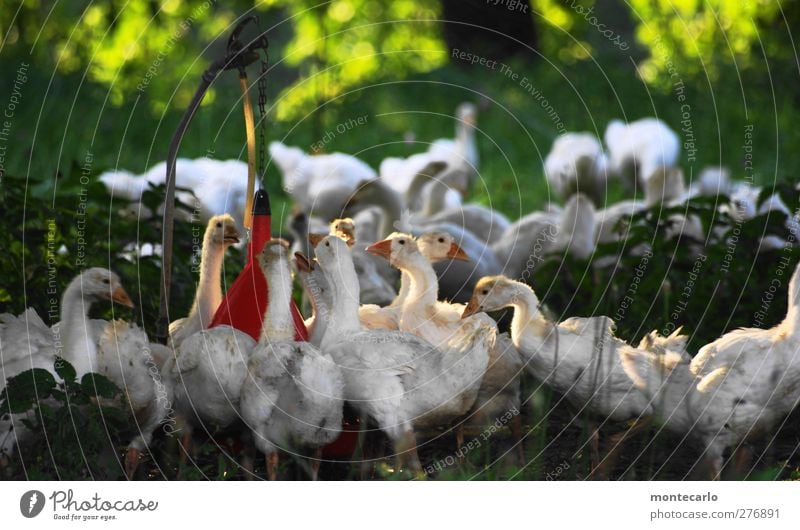 Antanzen... Umwelt Natur Sommer Schönes Wetter Tier Nutztier Gans Tiergruppe Rudel Tierjunges dreckig dünn authentisch Zusammensein niedlich wild weich