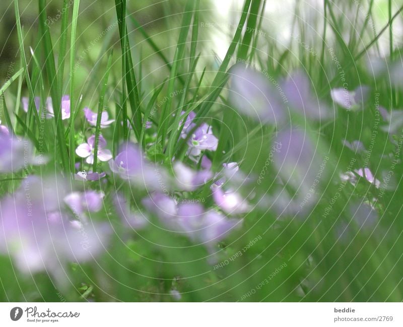 wiesenschaumkraut Blüte Blume Wiese Frühling Gras Wiesen-Schaumkraut