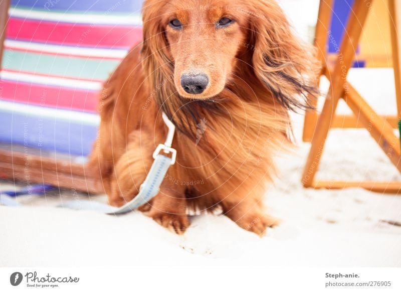 Der Urlaubsfelix Sand Sommer Küste Strand Nordsee Ostsee Haustier Hund beobachten Bewegung genießen Blick Freundlichkeit natürlich Neugier Originalität Vorsicht