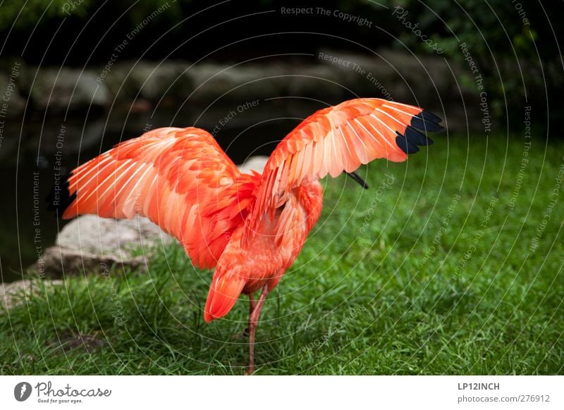 "Geduldete" Migration Ferien & Urlaub & Reisen Sommer Tier Wildtier Vogel Flügel 1 füttern ästhetisch exotisch Ferne schön rot Farbfoto Außenaufnahme