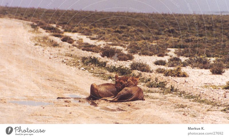 In der Ruhe liegt die Kraft Löwe Rudel Löwin Krallen Jäger Landraubtier Katze Namibia Afrika Pause Müdigkeit satt großkatze Wildtier Erschöpfung