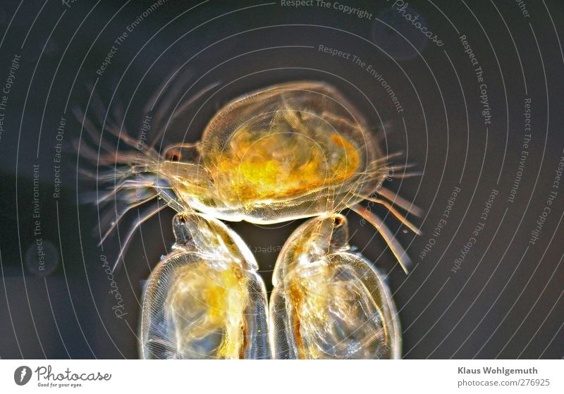 "Einer trage des anderen Last" Es scheint fast das 2 Wasserflöhe einen Dritten über ihren Köpfen tragen. Dunkelfeldbeleuchtung unter dem Mikroskop. Tier