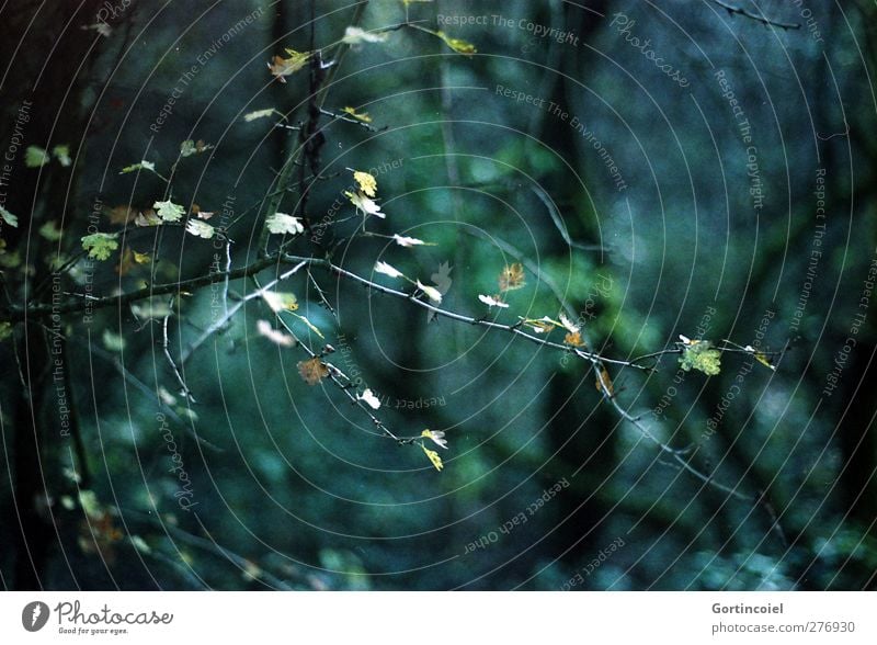 Licht im Dunkel Umwelt Natur Pflanze Baum Sträucher Blatt Wald dunkel grün Laubbaum Zweig Farbfoto Gedeckte Farben Außenaufnahme Textfreiraum oben