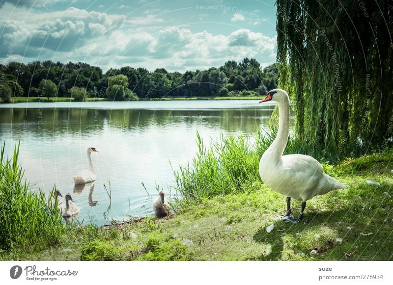 Cheffe hat alles im Blick* Umwelt Natur Landschaft Tier Wasser Himmel Wolken Sommer Schönes Wetter Wiese Seeufer Wildtier Vogel Schwan Tierfamilie