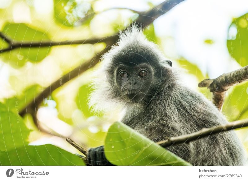 herausragend | little punk Ferien & Urlaub & Reisen Tourismus Ausflug Abenteuer Ferne Freiheit Natur Urwald Wildtier Tiergesicht Fell Affen haubenlanguren 1