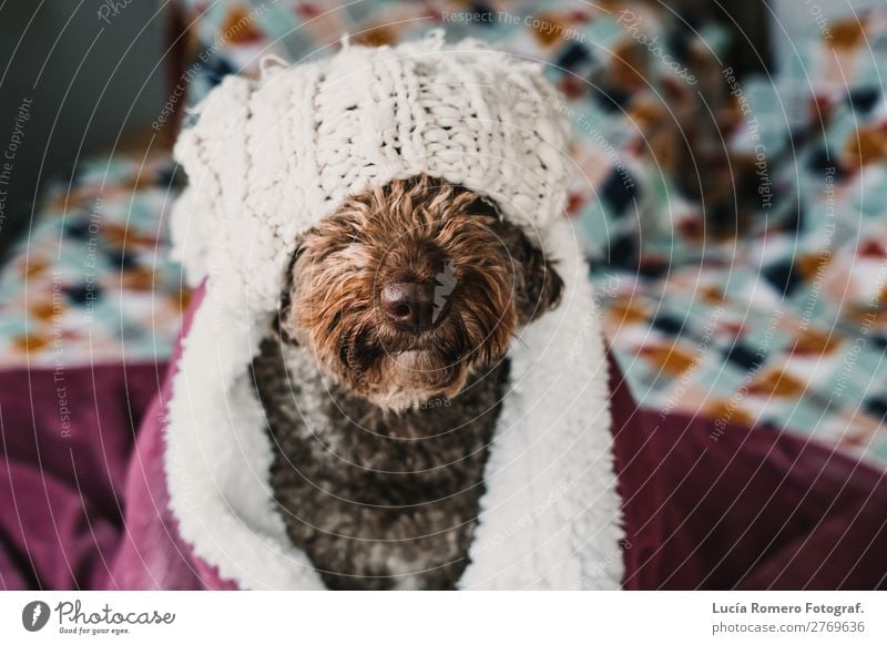 Brauner Hund, bedeckt mit einer rosa Decke. Lebensstil. Lifestyle Freude schön Erholung Schlafzimmer Freundschaft Tier Haustier Liebe Freundlichkeit lustig