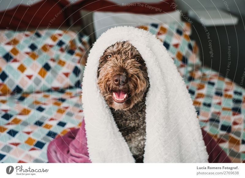 Freundlicher Hund auf dem Bett liegend, bedeckt mit einer rosa Decke. Lifestyle Freude schön Erholung Schlafzimmer Freundschaft Tier Haustier Liebe