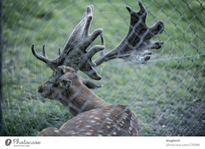 Waidmanns Heil I Wildfleisch Tier Wildtier Zoo Hirsche 1 liegen braun grün Farbfoto Gedeckte Farben Außenaufnahme Menschenleer Tag Tierporträt Rückansicht