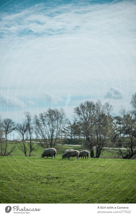 Hiddensee l doing what they do best Umwelt Natur Landschaft Pflanze Himmel Wolken Frühling Sommer Schönes Wetter Gras Feld Tier Nutztier Schaf Tiergruppe Herde