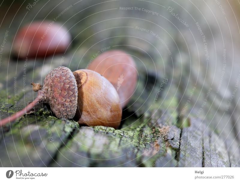 Hut ab... Umwelt Natur Pflanze Herbst Baumstamm Eicheln Frucht Wald Holz berühren liegen dehydrieren ästhetisch authentisch einfach klein natürlich braun grau