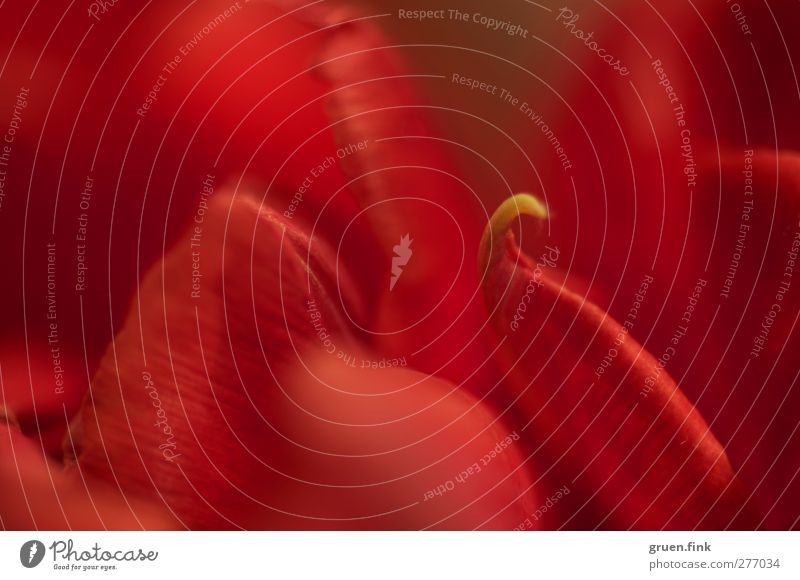 roter schwan Pflanze Blume Tulpe Blüte Schwan gelb Farbfoto mehrfarbig Außenaufnahme Makroaufnahme abstrakt Schwache Tiefenschärfe